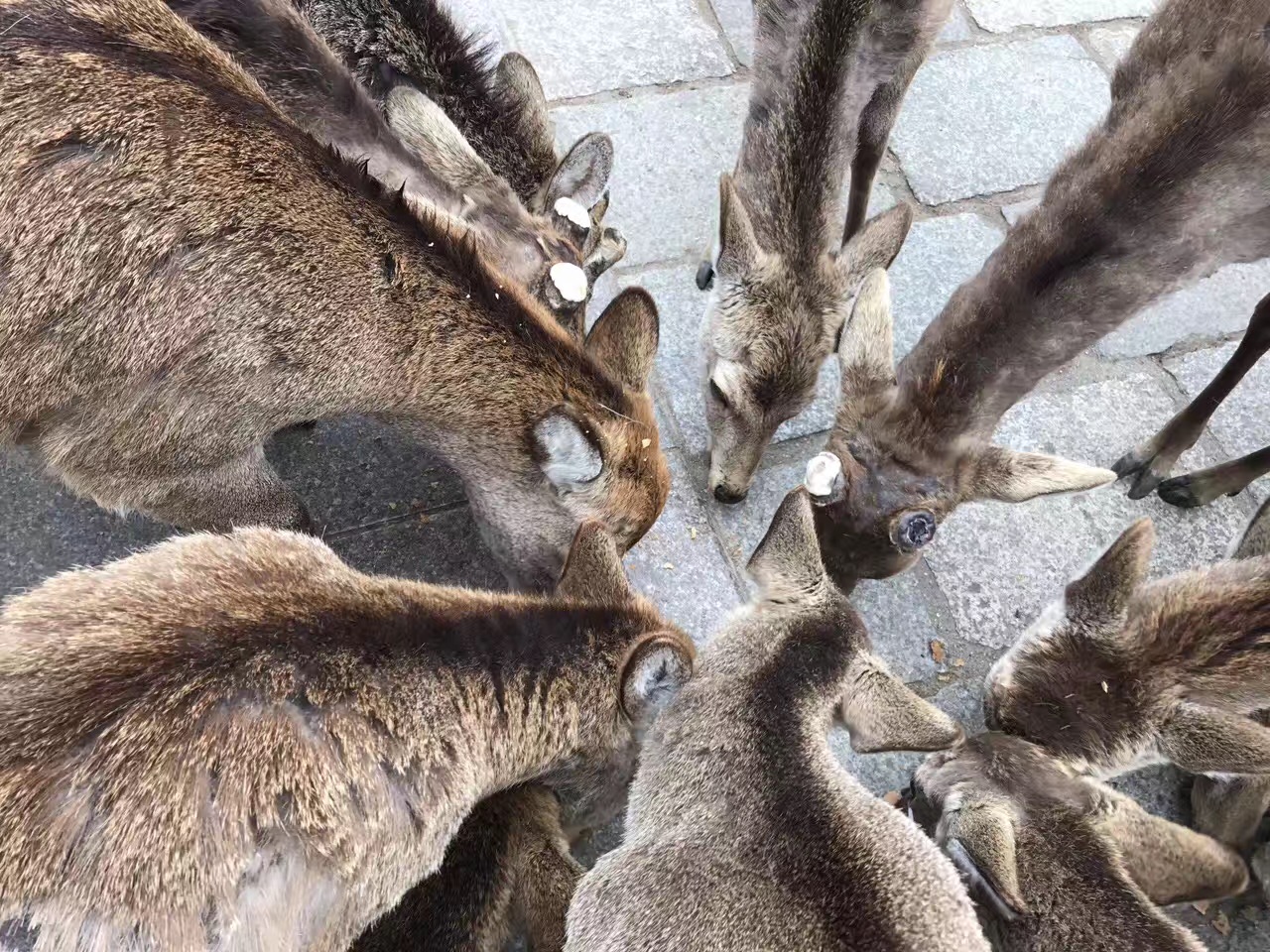 亚洲精品久久久久AV无码